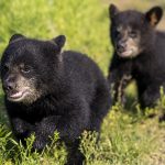 Baylor Bear Habitat